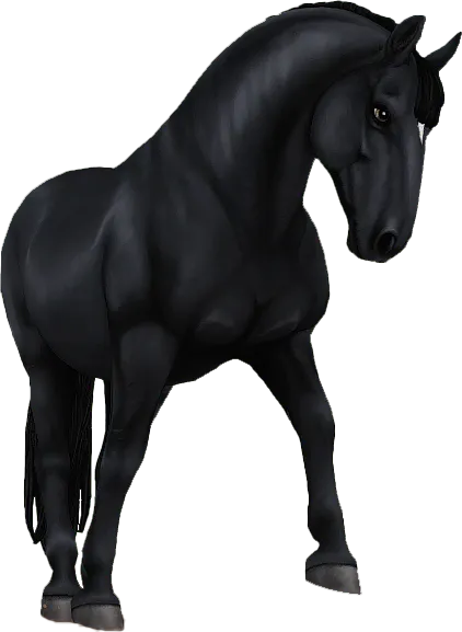 Lipizzaner, Black