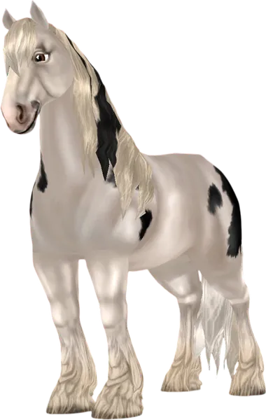 Shire, Black Extensive Draft-Type Sabino
