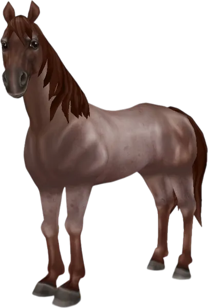 American Quarter Horse, Red Roan