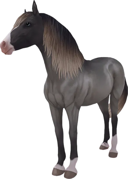 Paso Fino, Silver Blue Roan
