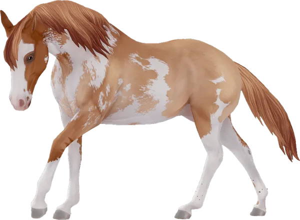 American Paint Horse, Red Dun Sabino