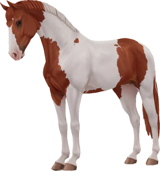 Selle Francais, Chestnut Tobiano