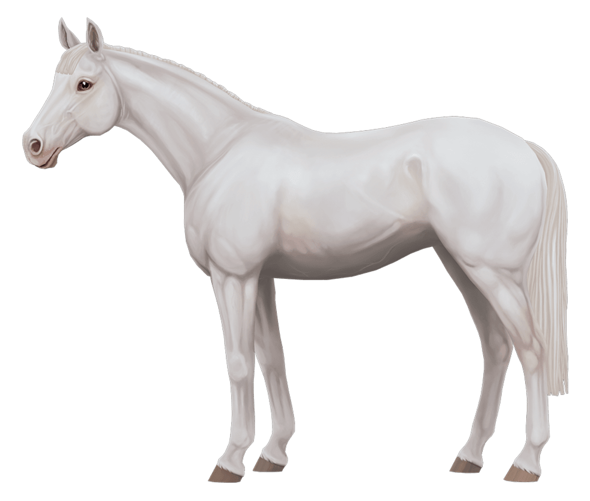 English Thoroughbred in Star Stable Online