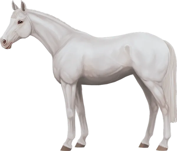 English Thoroughbred, Dominant White