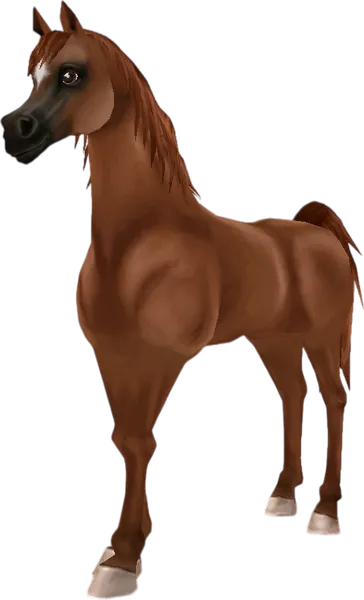 Arabian Thoroughbred, Chestnut