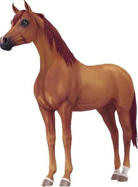 Arabian, Chestnut
