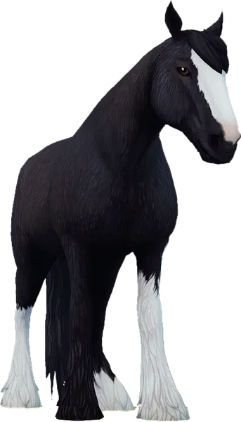Clydesdale, Black