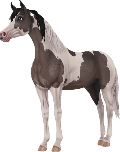 Pintabian, Dapple Grey Pinto