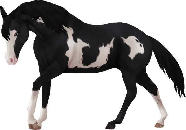 American Paint Horse, Black Overo
