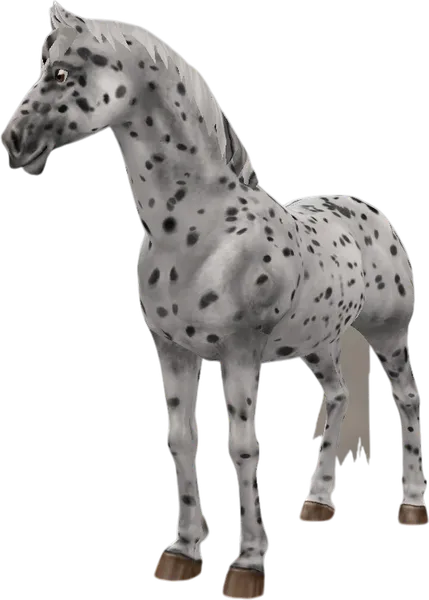 Appaloosa, Black Leopard