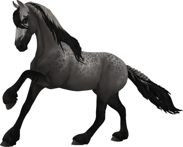 Friesian Sport Horse, Grullo Somatic With Lacing