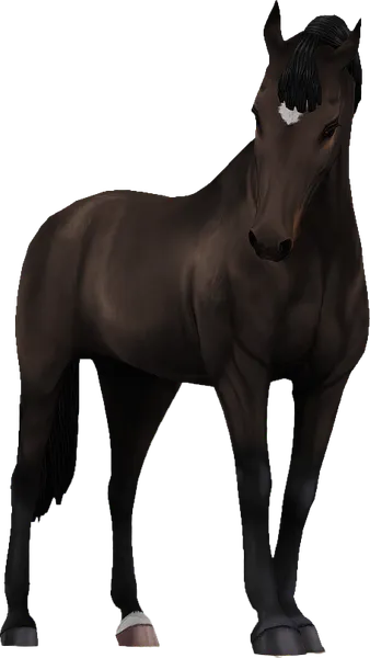 Belgian Warmblood, Dark Bay