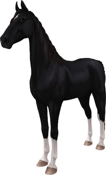 American Saddlebred, Black