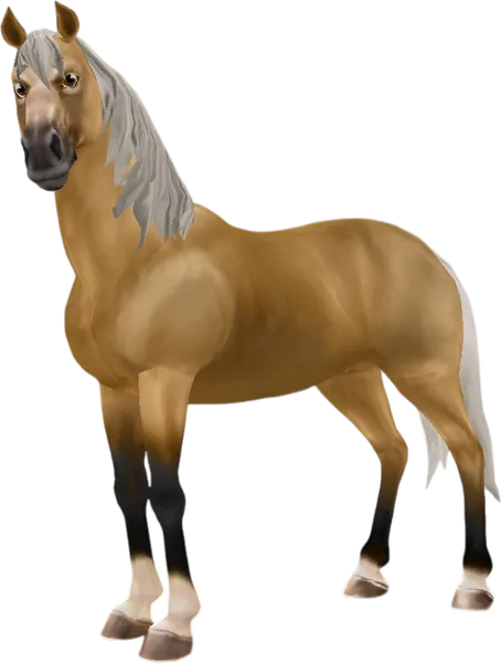 Morab, Silver Dapple Buckskin