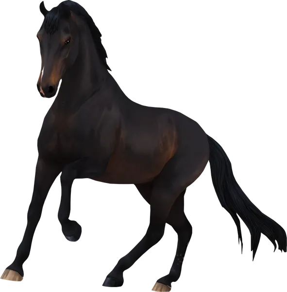 Dutch Warmblood, Seal Bay