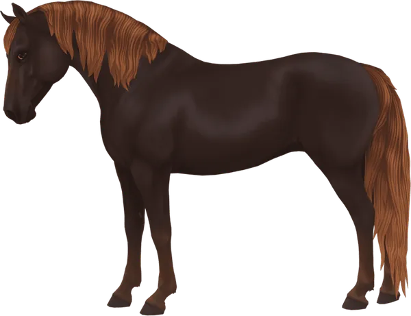 Morgan, Liver Chestnut