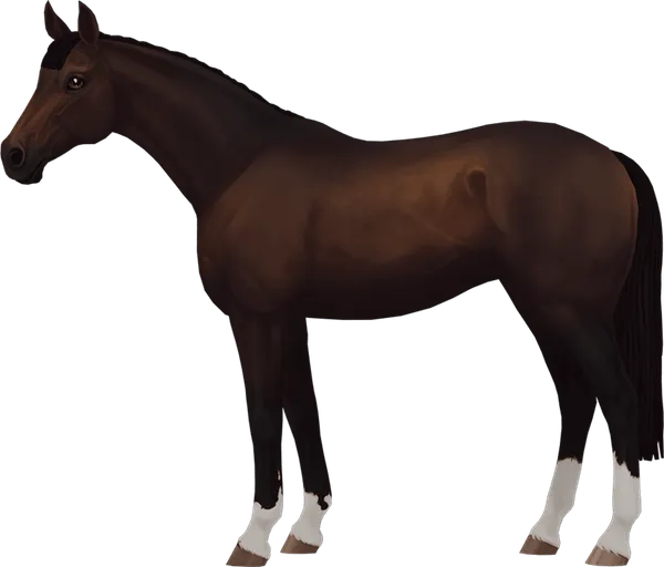English Thoroughbred, Dark Bay