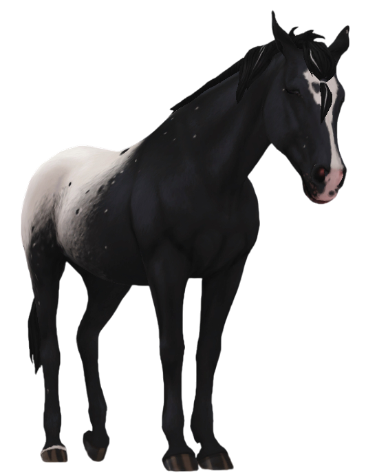 Appaloosa in Star Stable Online