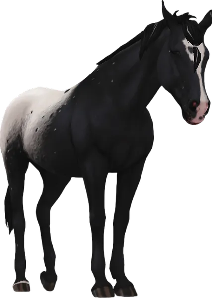 Appaloosa, Black Extended Snowcap