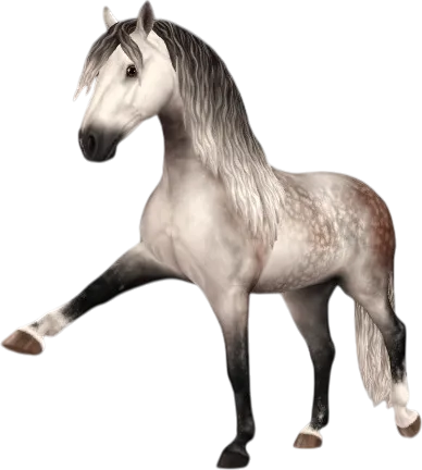 Andalusian, Rose Dapple Grey