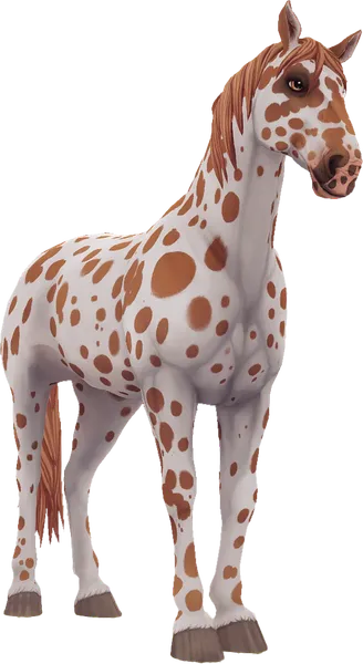 Knabstrupper, Chestnut Leopard