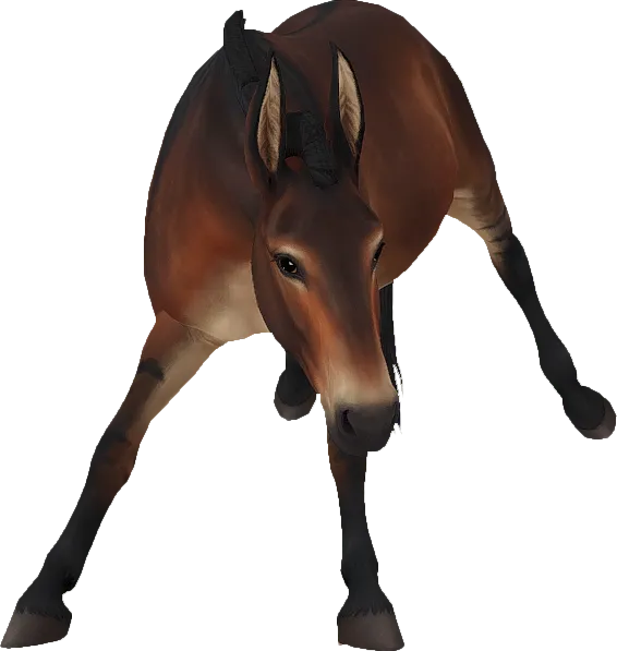 Mule, Sooty Bay Dun