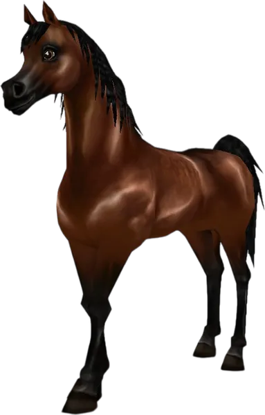 Arabian Thoroughbred, Bay