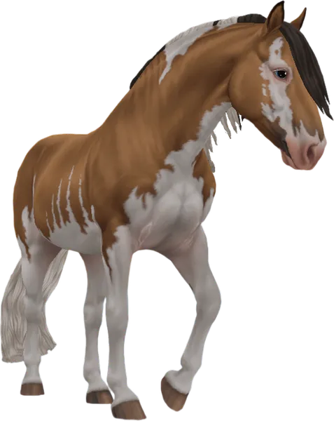 Criollo, Buckskin Splashed White