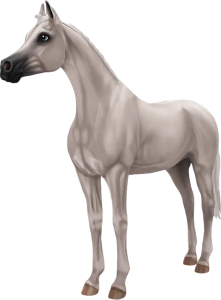 Arabian, Light Grey