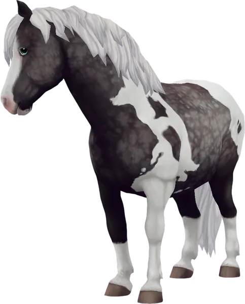 Jorvik Pony, Dapple Grey Tobiano