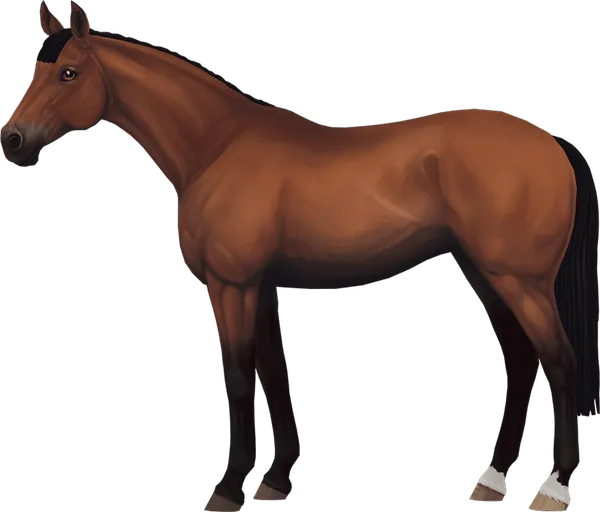 English Thoroughbred, Light Bay