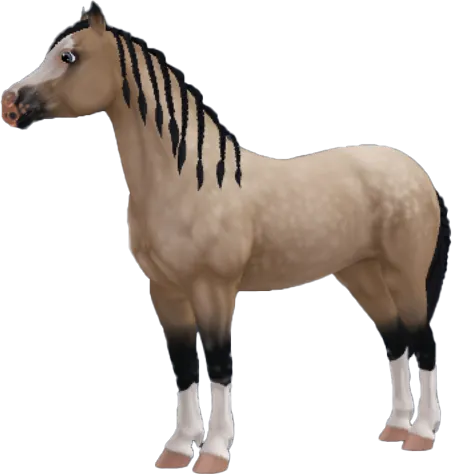 Welsh Pony, Buckskin