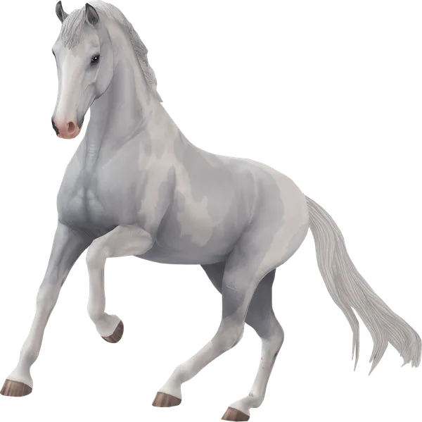Dutch Warmblood, Grey Tovero