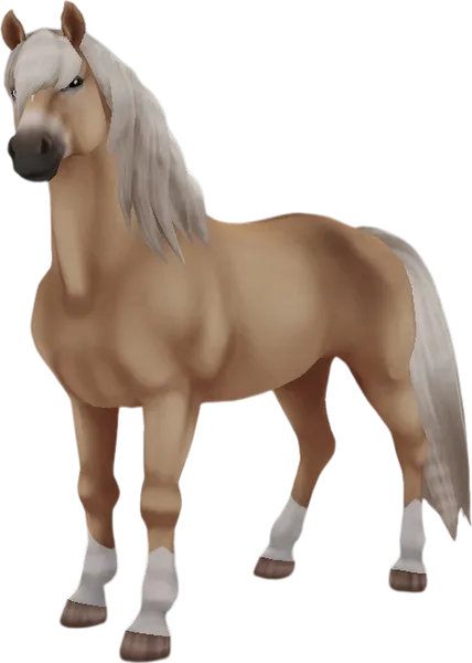 Haflinger, Honey Flaxen Chestnut
