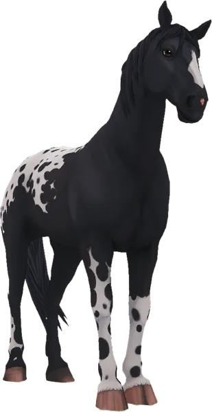Knabstrupper, Black Blanket
