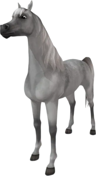 Arabian Thoroughbred, Dapple Grey