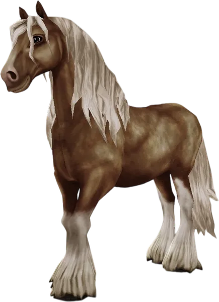 Irish Cob, Palomino