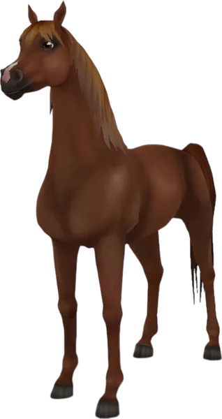 Arabian Thoroughbred, Chestnut
