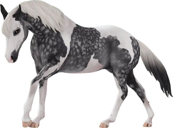 American Paint Horse, Dapple Grey Tobiano