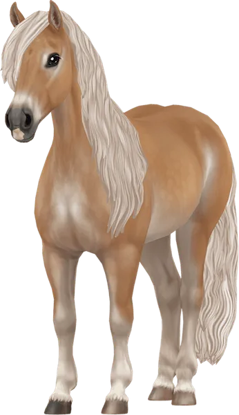 Haflinger, Honey Flaxen Chestnut Pangare
