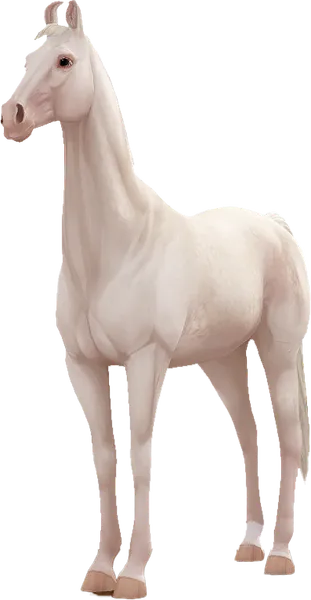 Marwari, Cremello