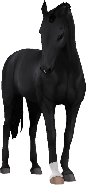 Belgian Warmblood, Black