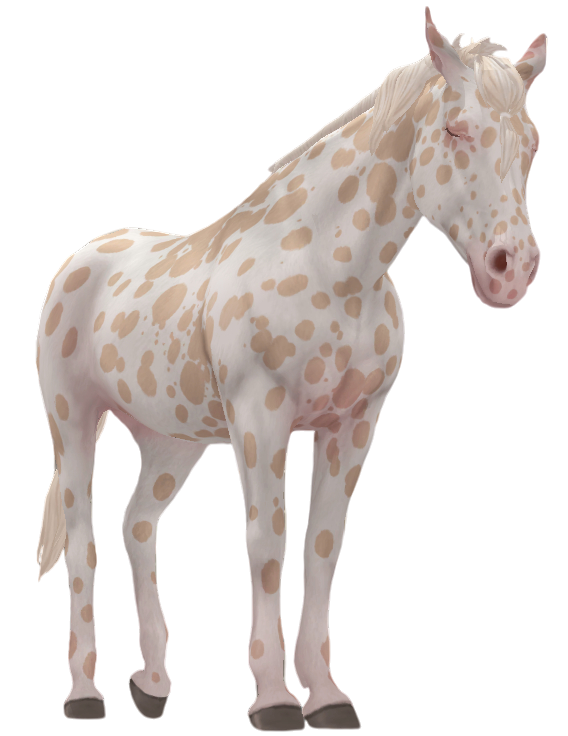 Appaloosa in Star Stable Online