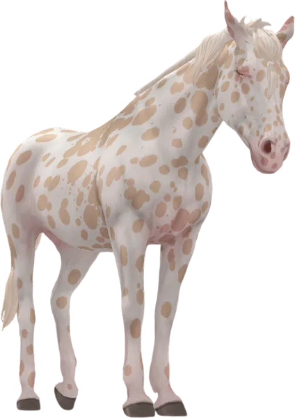 Appaloosa, Cremello Leopard