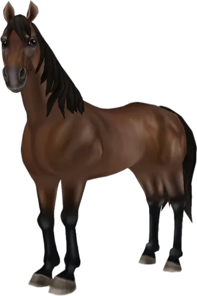American Quarter Horse, Bay