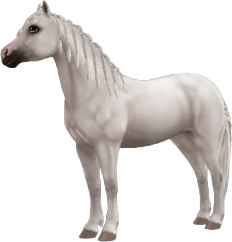 Welsh Pony, Light Grey
