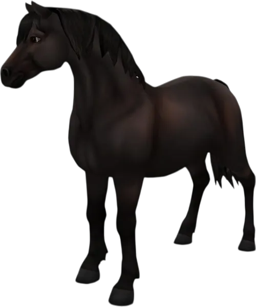 Welsh Pony, Brown