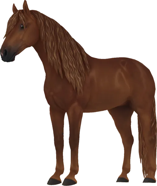 Andalusian, Chestnut