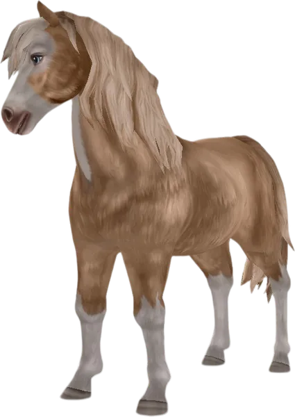 Icelandic Horse, Palomino