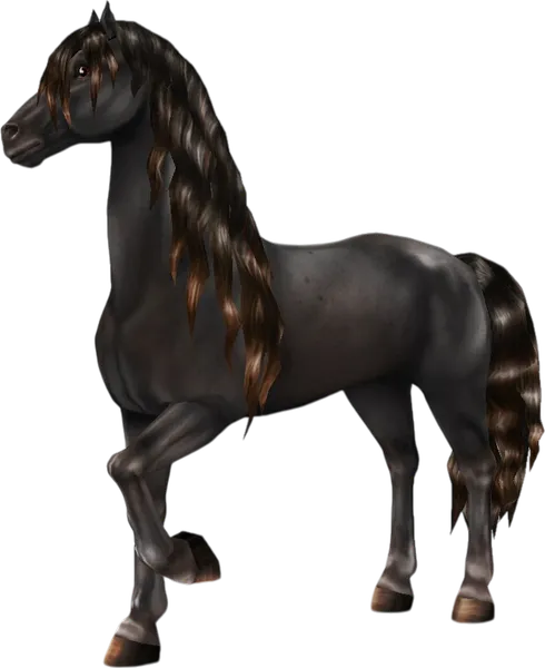 Friesian Sport Horse, Sun Bleached Black